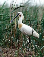 kanalasgém Platalea leucorodia