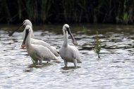 kanalas gémek, Platalea  leucorodia