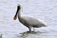 kanalas gém , Platalea leucorodia