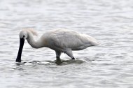 kanalas gém, Platalea leucorodia