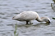 kanalas gém,(táplálék keresése) Platalea leucorodia