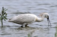 kanalas gém, Platalea leucorodia