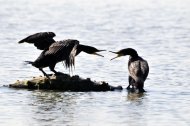 kárókatonák, Phalacrocorax carbo