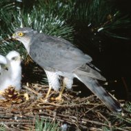 karvaly, Accipiter nisus