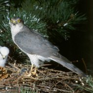 karvaly, Accipiter nisus