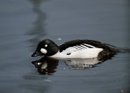 Kerceréce, Bucephala clangula