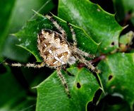 koronás keresztespók Araneus diadematus 1.