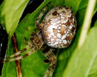 koronás keresztespók Araneus diadematus 2.