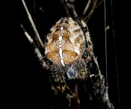 koronás keresztespók Araneus diadematus 3.