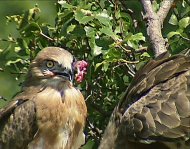 Kígyászölyv,(csőrében hörcsög lába)Circaetus gallicus