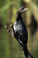 kis kárókatona Phalacrocorax pygmeus