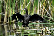 kis kárókatona Phalacrocorax pygmeus