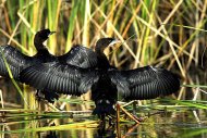 kis kárókatona Phalacrocorax pygmeus