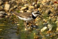 Kis liled, Charadrius dubius