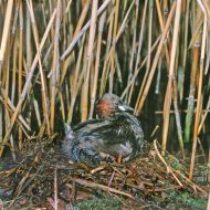 Kis vöcsök, Tachybaptus ruficollis