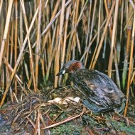 Kis vöcsök, Tachybaptus ruficollis