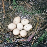 Kis vöcsök,  Tachybaptus  ruficollis