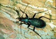 lapos kékfutrinka Carabus intricatus