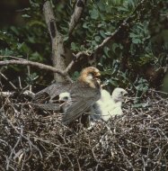 Kék vércse,tojó,Falco vespertinus