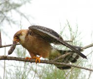 Kék vércse,(mezei pocokkal) Falco vespertinus