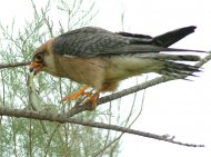 Kék vércse,(fürge gyíkkal) Falco vespertinus