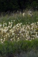 koloncos loegyezőfű, Filipendula vulgaris