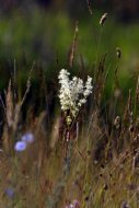 koloncosl legyezőfű, Filipendula vulgaris