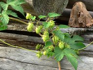 komló. Humulus lupulus