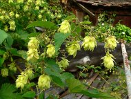 komló. Humulus lupulus