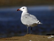 Korallsirály, Larus audouinii