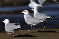 Korallsirályok, Larus audouinii