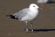 korallsirály, Larus audouinii