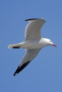 korallsirály, Larus audouinii