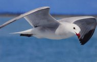 Korallsirály, Larus audouinii