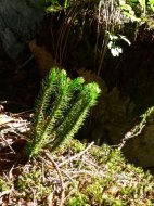 kigyózó korpafű, Lycopodium annotinum