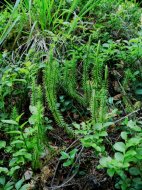 kígyózó korpafű, Lycopodium annotinum