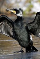 kárókatona, Phalacrocorax carbo