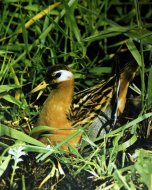 laposcsőrű víztaposó , Phalaropus fulicarius (ph:H.R.B)