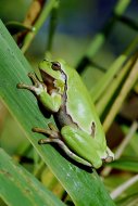 leveli béka, Hyla arborea