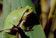 leveli béka, Hyla arborea