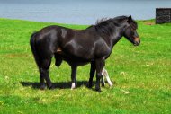 ló fekete csikóval Izlandon.
