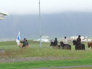 lovasok Izlandon Myvatn