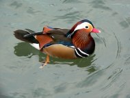 Mandarin réce, Aix galericulata