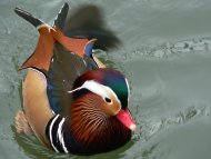 Mandarin réce,  Aix galericulata