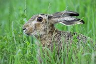 Mezei nyúl Lepus europaeus