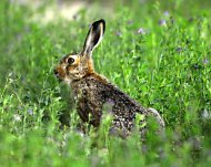 Mezei nyúl, Lepus europaeus