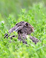 Mezei nyúl,Lepus europaeus