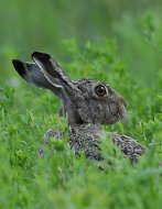 Mezei nyúl, Lepus europaeus