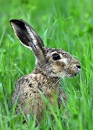 Mezei nyúl, Lepus europaeus