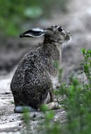 Mezei nyúl, Lepus europaeus